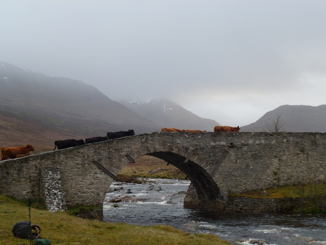 Cows taking Garva Bridge